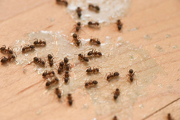 Pest Control Cost in Huntsville, TX